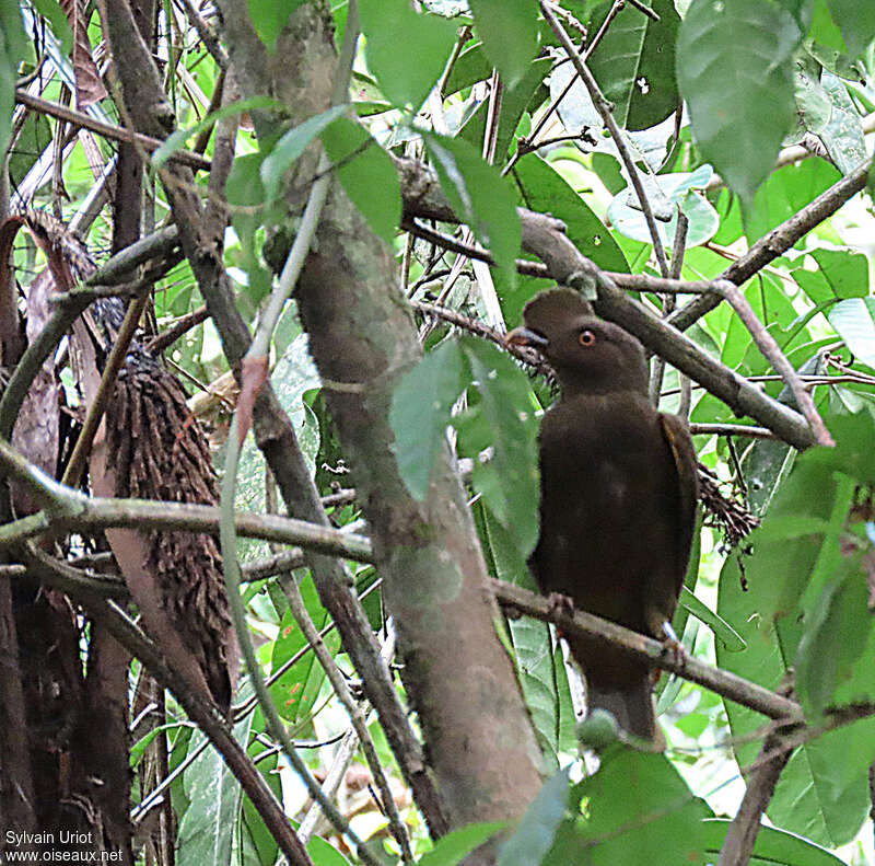 Guianan Cock-of-the-rock female adult, identification