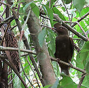 Guianan Cock-of-the-rock