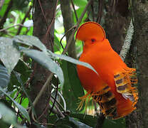 Guianan Cock-of-the-rock