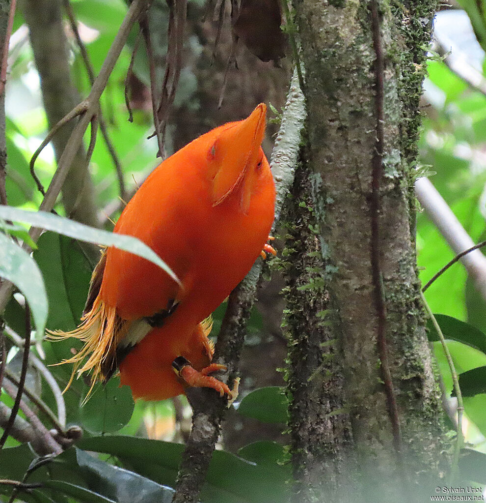 Guianan Cock-of-the-rock male adult