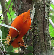 Coq-de-roche orange