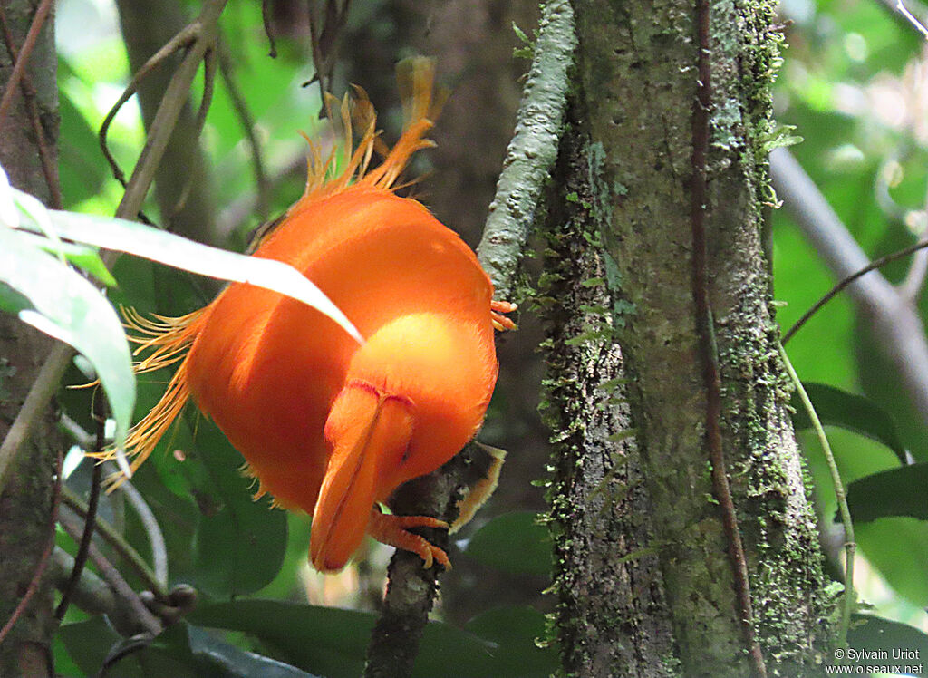 Guianan Cock-of-the-rock male adult