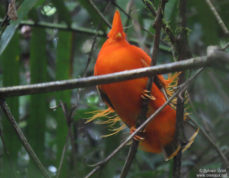 Guianan Cock-of-the-rock male adult