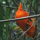 Coq-de-roche orange
