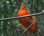 Coq-de-roche orange