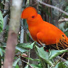 Coq-de-roche orange