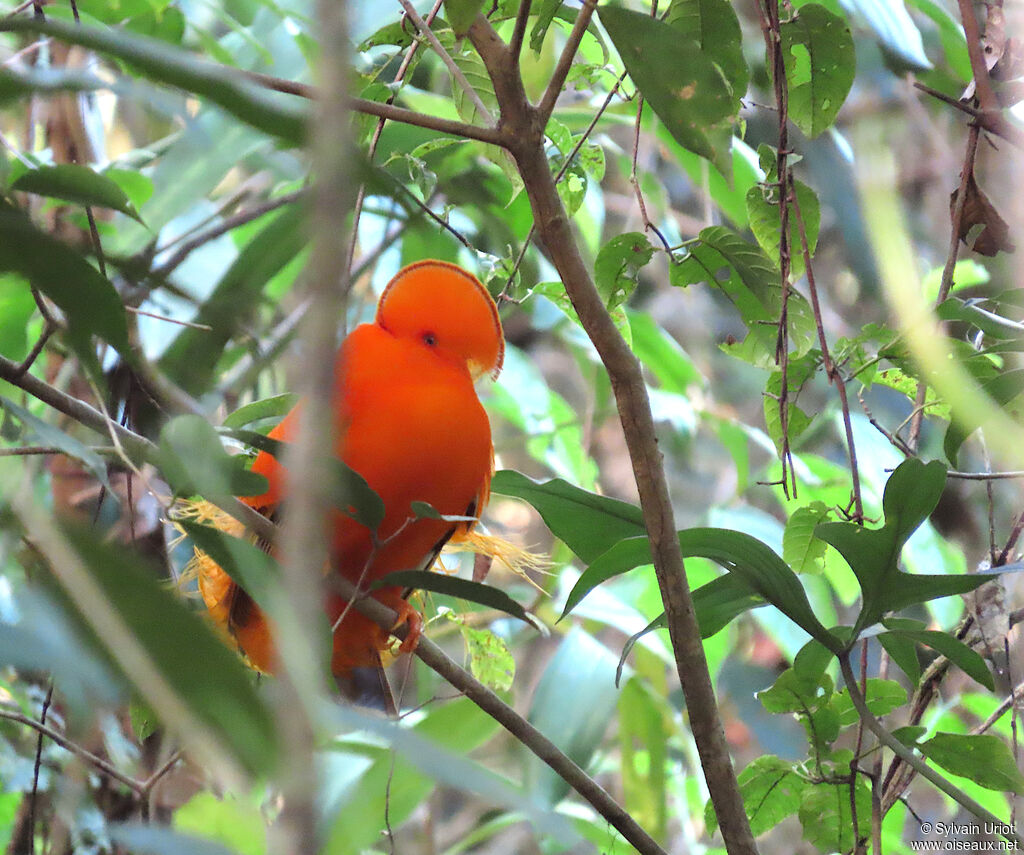 Coq-de-roche orange mâle adulte