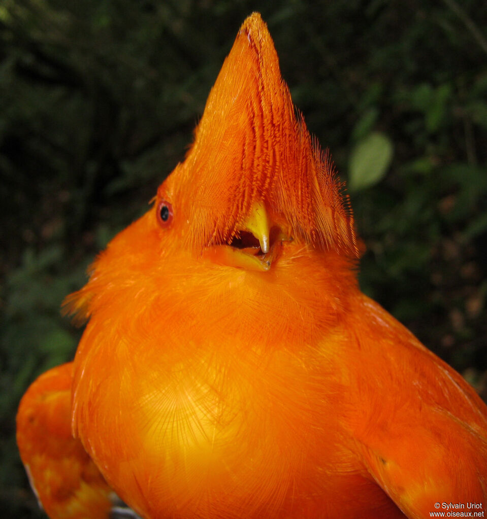 Coq-de-roche orange mâle adulte