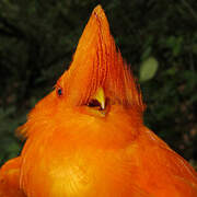 Guianan Cock-of-the-rock