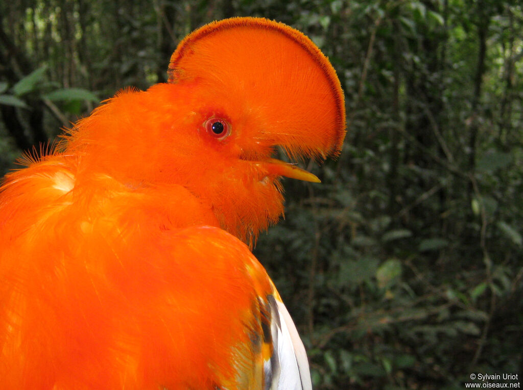 Coq-de-roche orange mâle adulte