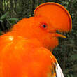 Coq-de-roche orange