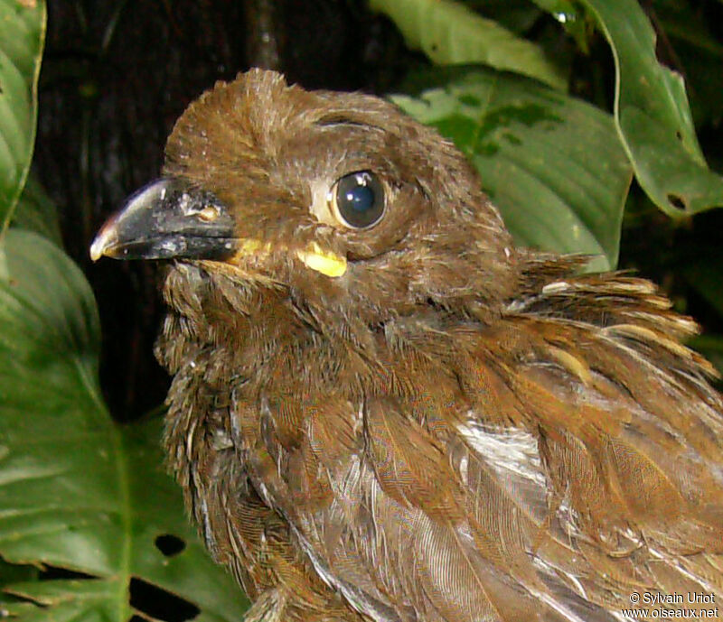 Guianan Cock-of-the-rockjuvenile