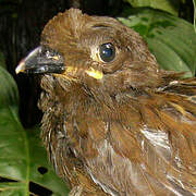 Guianan Cock-of-the-rock