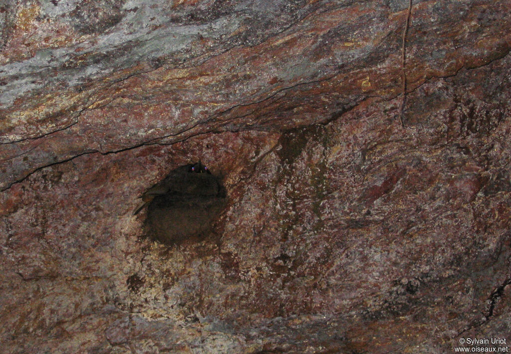 Guianan Cock-of-the-rock female adult, Reproduction-nesting