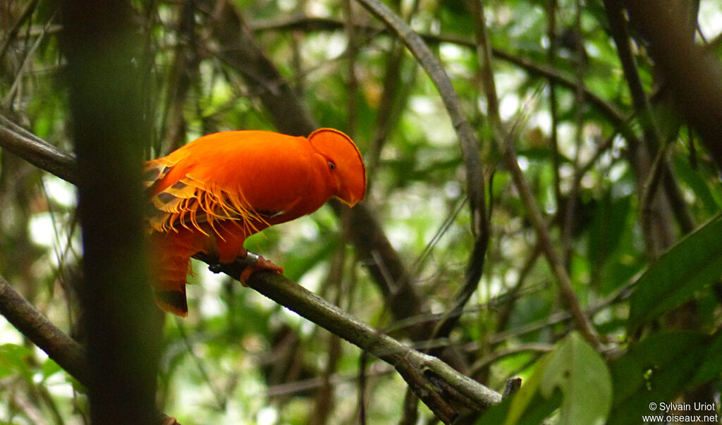 Coq-de-roche orange mâle adulte