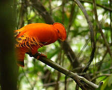 Guianan Cock-of-the-rock