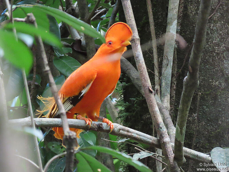 Guianan Cock-of-the-rock male adult