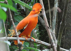 Guianan Cock-of-the-rock