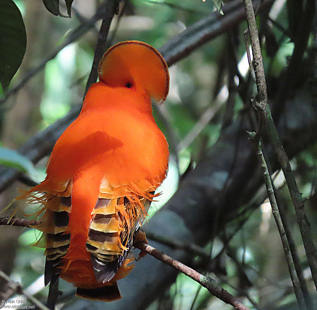 Guianan Cock-of-the-rock male adult breeding, aspect, pigmentation, courting display