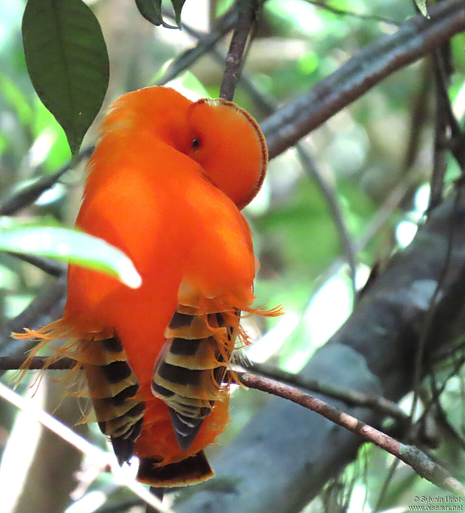 Guianan Cock-of-the-rock male adult