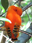 Guianan Cock-of-the-rock