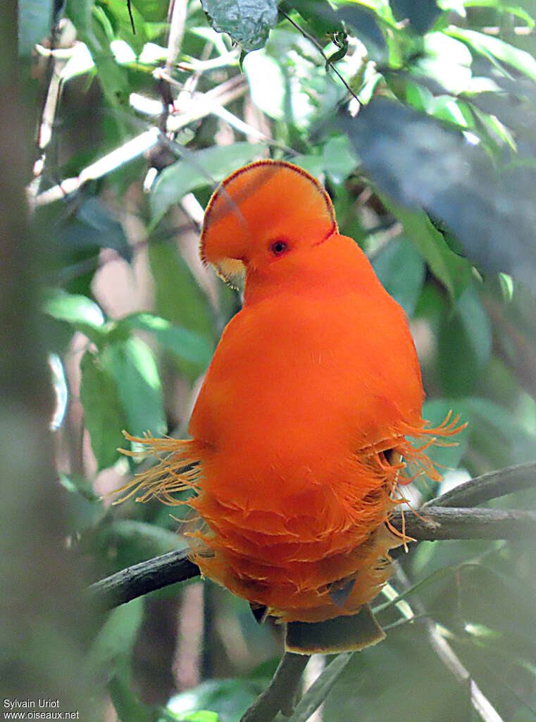 Guianan Cock-of-the-rock male adult breeding, aspect, pigmentation, courting display