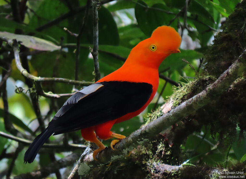 Andean Cock-of-the-rock male adult