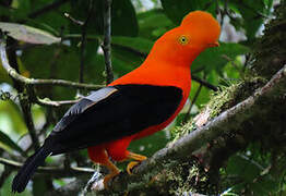 Andean Cock-of-the-rock