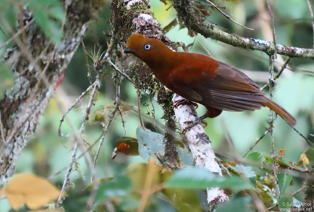 Andean Cock-of-the-rock female adult