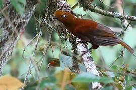 Andean Cock-of-the-rock