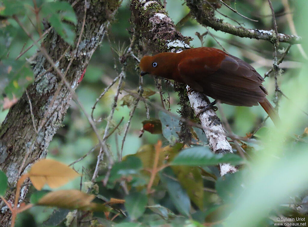 Andean Cock-of-the-rock female adult