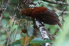 Andean Cock-of-the-rock