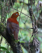 Andean Cock-of-the-rock