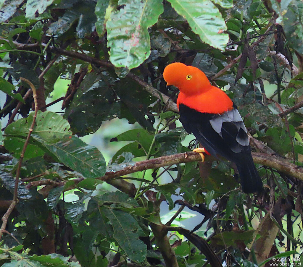 Andean Cock-of-the-rock male adult