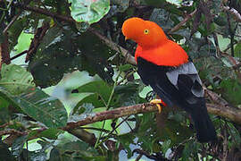 Andean Cock-of-the-rock