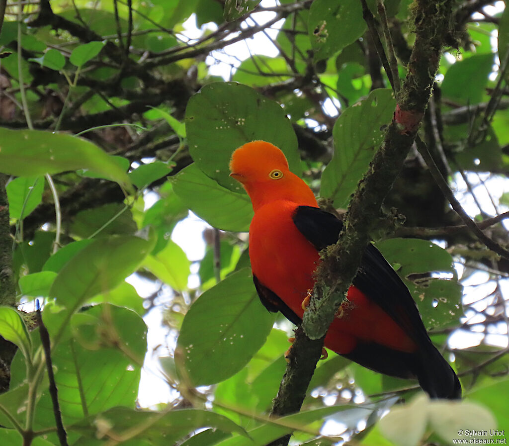 Andean Cock-of-the-rock male adult