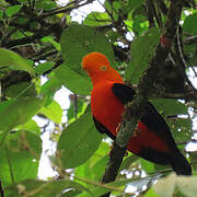 Andean Cock-of-the-rock