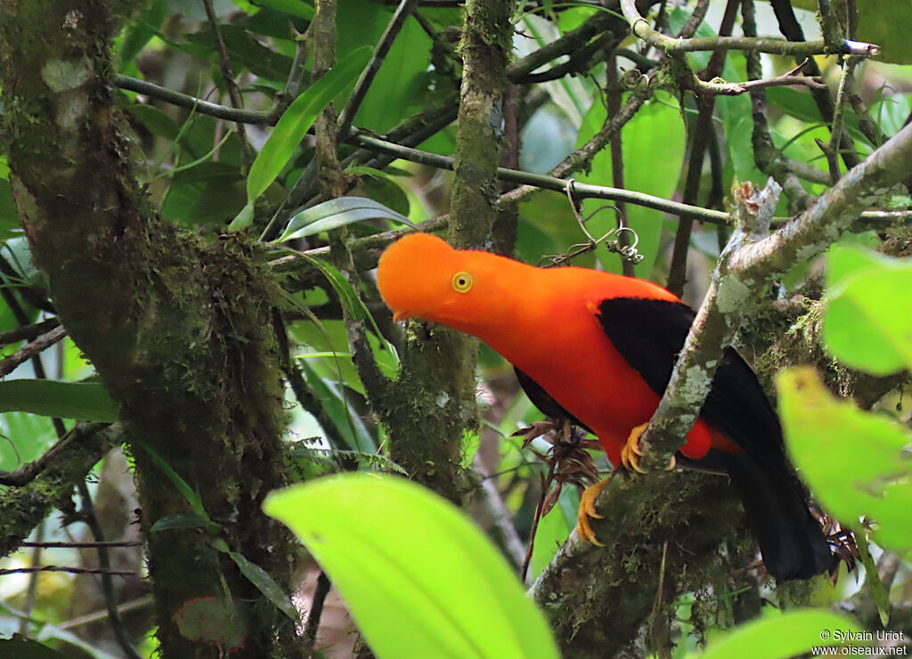 Andean Cock-of-the-rock male adult