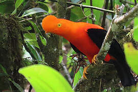 Andean Cock-of-the-rock