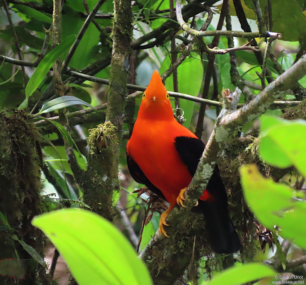 Andean Cock-of-the-rock male adult