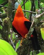 Andean Cock-of-the-rock