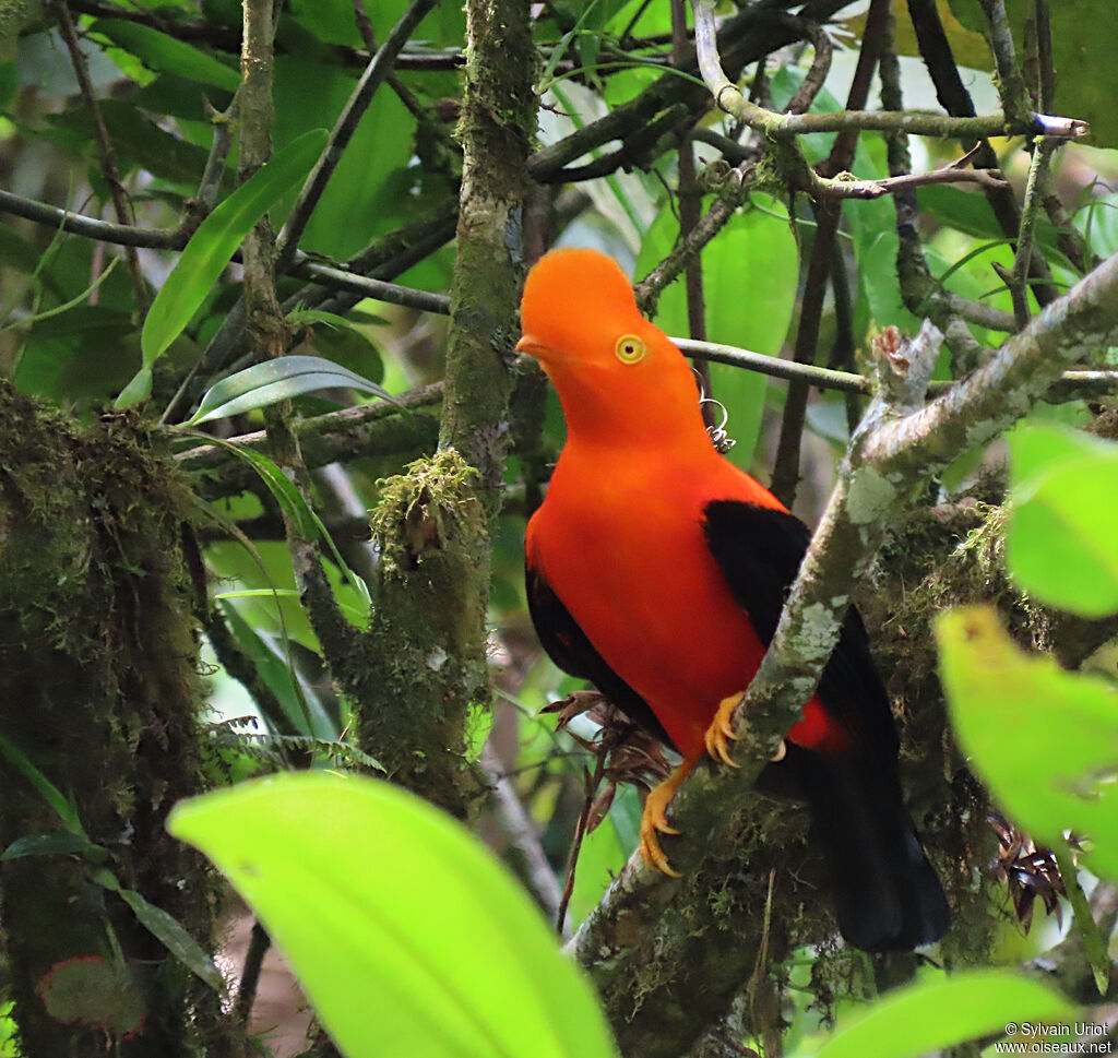 Andean Cock-of-the-rock male adult