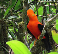 Andean Cock-of-the-rock