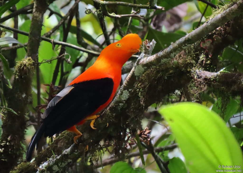 Andean Cock-of-the-rock male adult