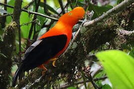 Andean Cock-of-the-rock