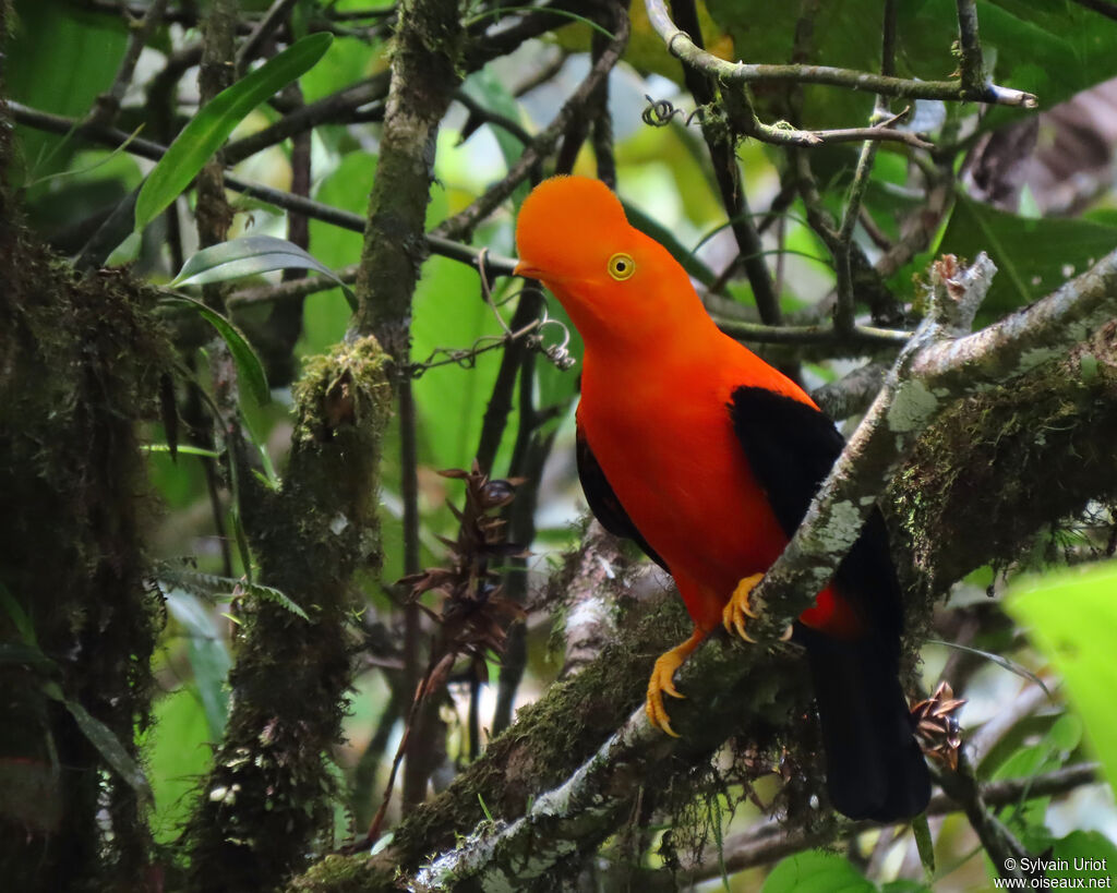 Andean Cock-of-the-rock male adult