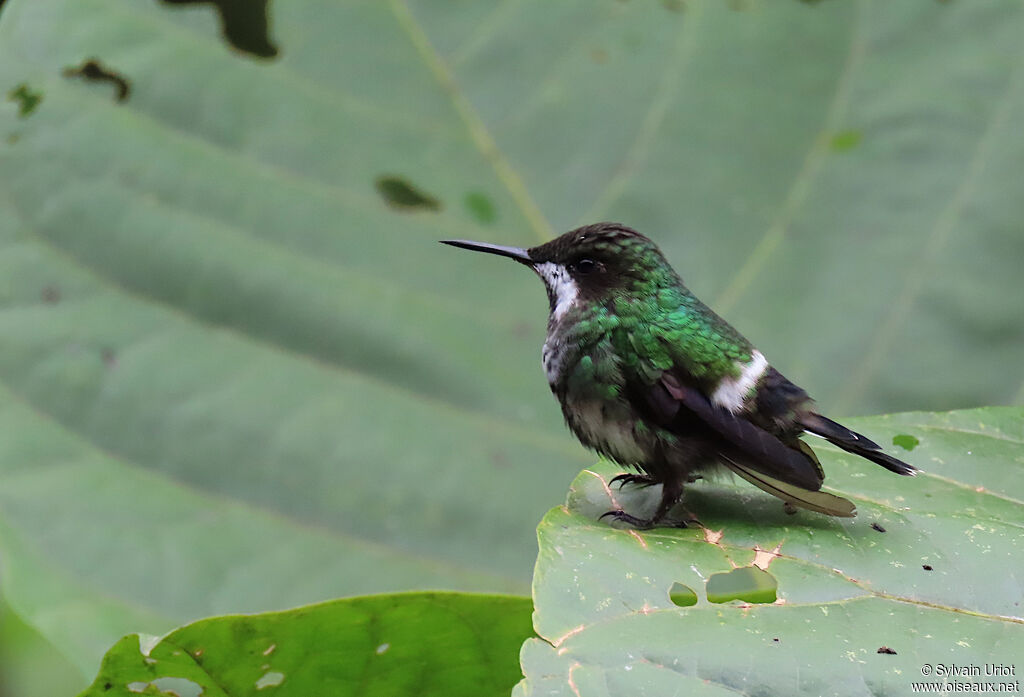 Green Thorntail female adult