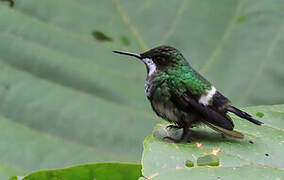 Green Thorntail