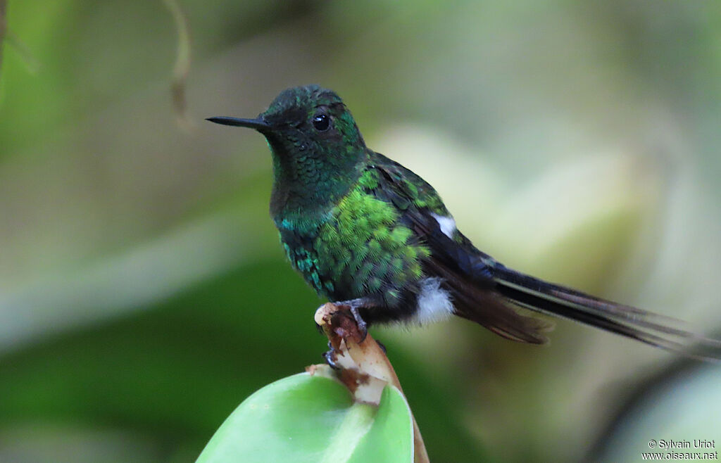 Green Thorntail male adult