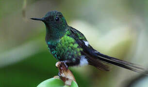 Green Thorntail